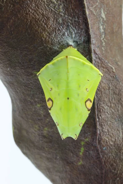 Crisalide della Commamma Gaudy Barone farfalla (Euthalia lubenti — Foto Stock
