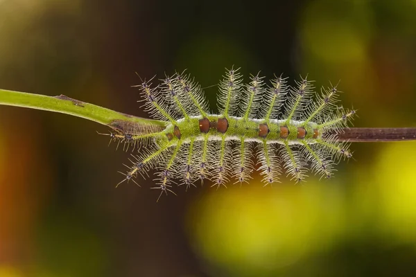 Caterpillar of the Commom Gaudy Baron butterfly ( Euthalia luben — Stock Photo, Image
