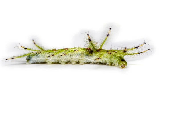 Caterpillar of the Commom Gaudy Barão borboleta (Euthalia luben — Fotografia de Stock