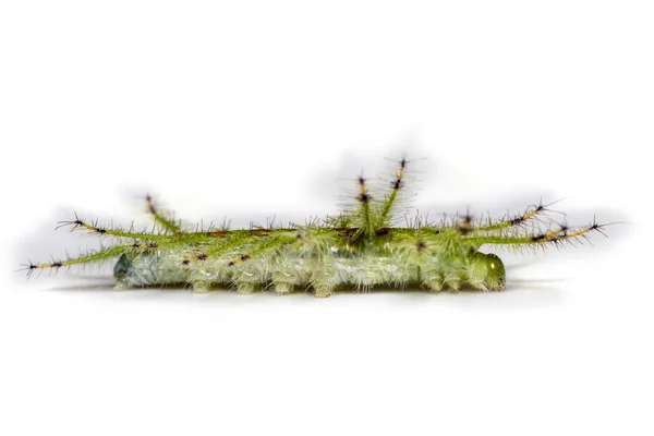 A közös cifra báró pillangó (Euthalia luben Caterpillar — Stock Fotó