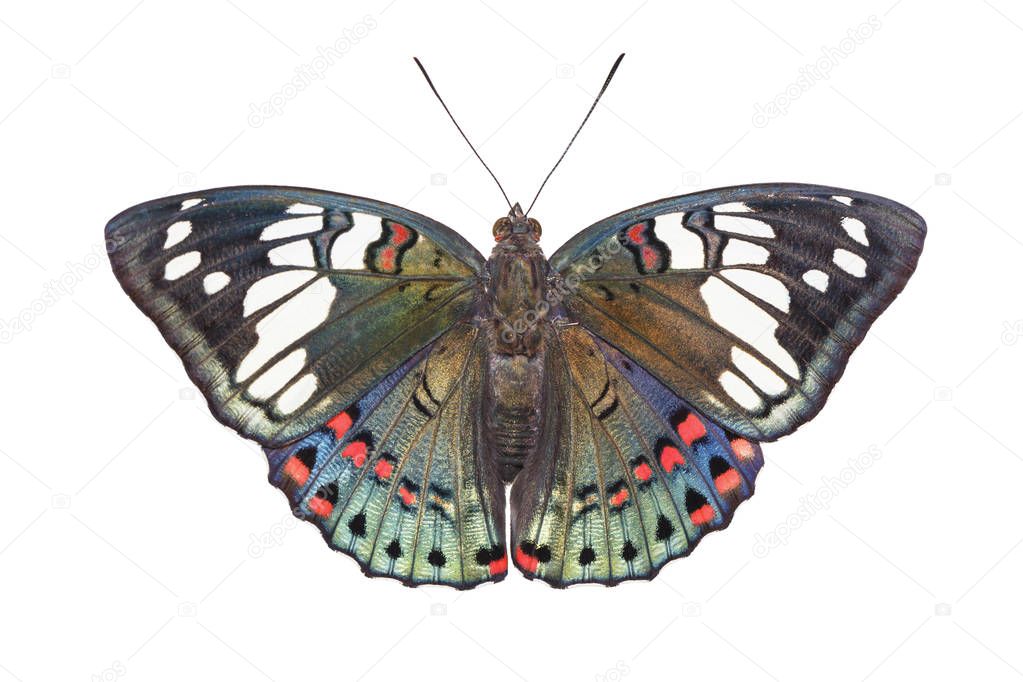 Isolated dorsal view of Common Gaudy Baron butterfly ( Euthalia 