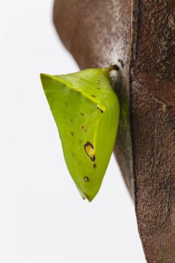 Chrysalis banka şatafatlı Baron kelebek (Euthalia lubenti