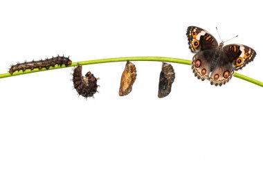 Kadın mavi homo kelebek (Junonia ori izole yaşam döngüsü