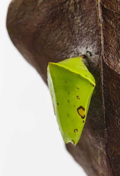 共通派手な男爵蝶 (Euthalia lubenti の蛹 — ストック写真