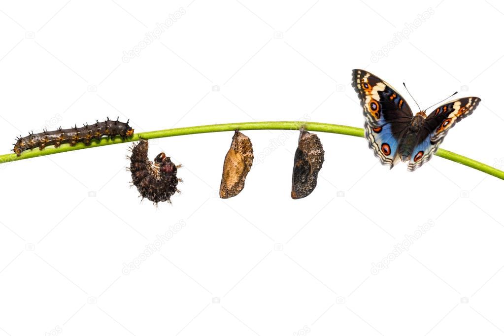 Isolated life cycle of blue pansy butterfly ( Junonia orithya Li