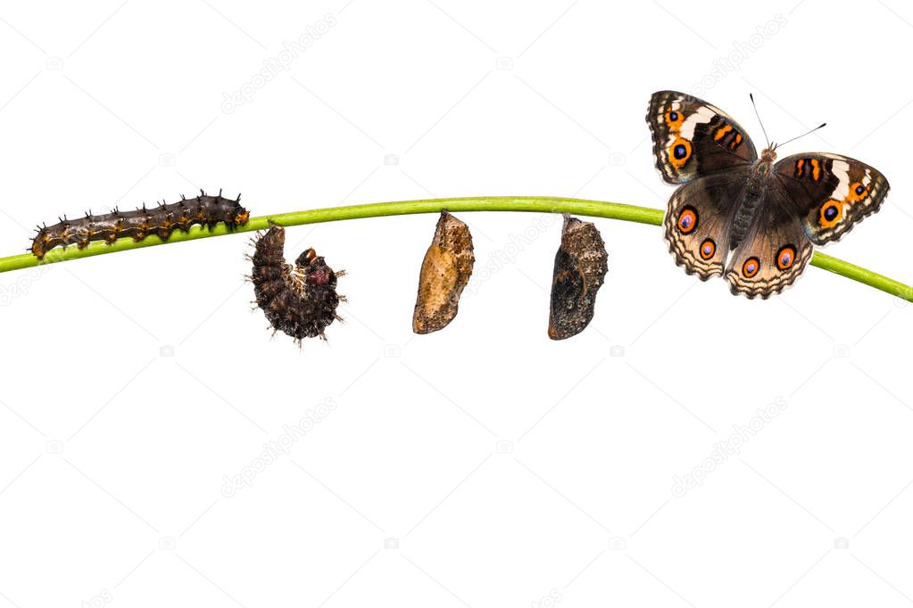 Isolated life cycle of female blue pansy butterfly ( Junonia ori
