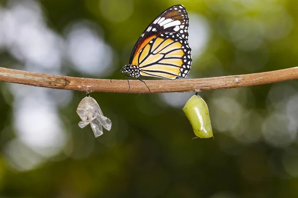 Gemeenschappelijke tijger vlinder opknoping op takje met chrysalis en shell — Stockfoto