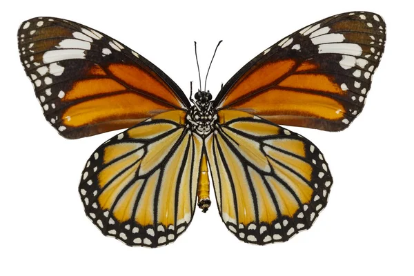 Tampilan bawah kupu-kupu harimau biasa (Danaus genutia) pada whit — Stok Gambar Tampilan bawah kupu-kupu harimau biasa (Danaus genutia) pada whit Stok Foto