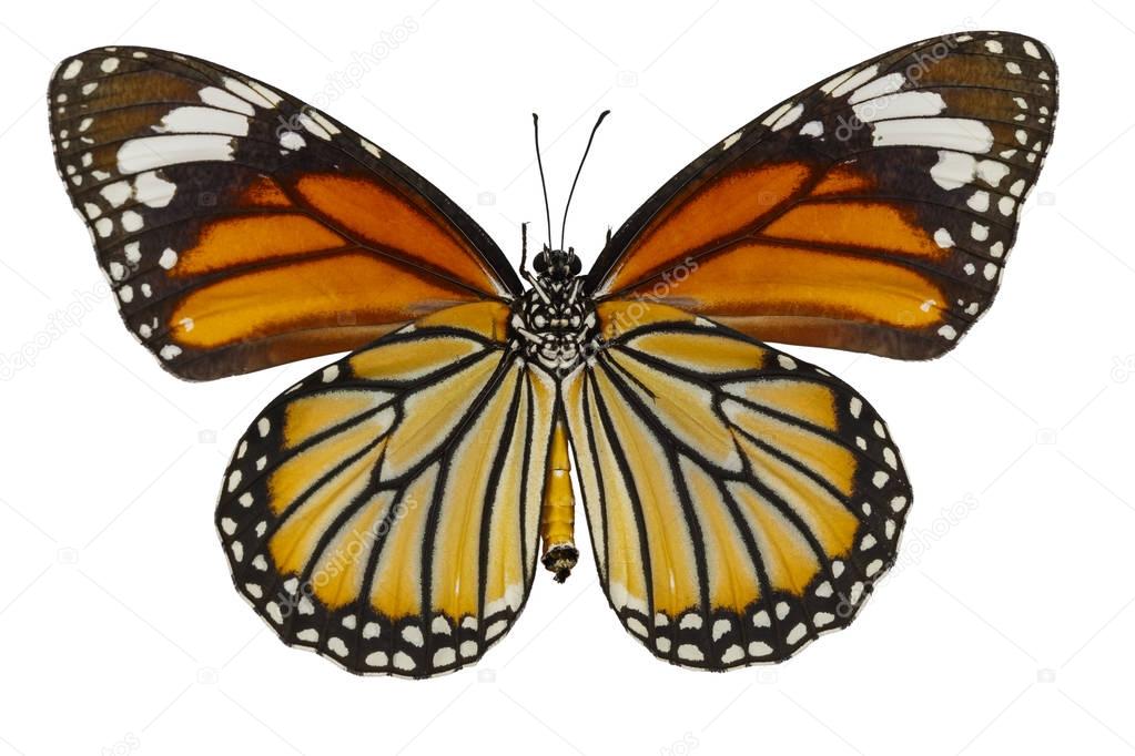 Bottom view of common tiger butterfly ( Danaus genutia ) on whit