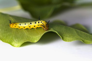 Caterpillar ana bilgisayar p yaprağına asılı ortak maplet kelebek