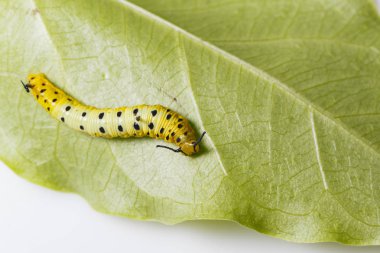 Caterpillar ana bilgisayar p yaprağına asılı ortak maplet kelebek