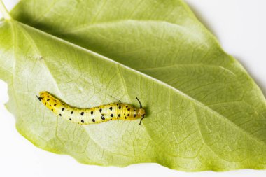Caterpillar ana bilgisayar p yaprağına asılı ortak maplet kelebek