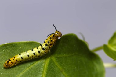 Caterpillar ana bilgisayar p yaprağına asılı ortak maplet kelebek