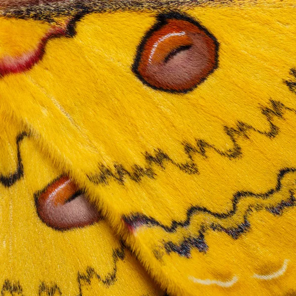 Dikişsiz desen renkli kelebek kanat adam için yapılan