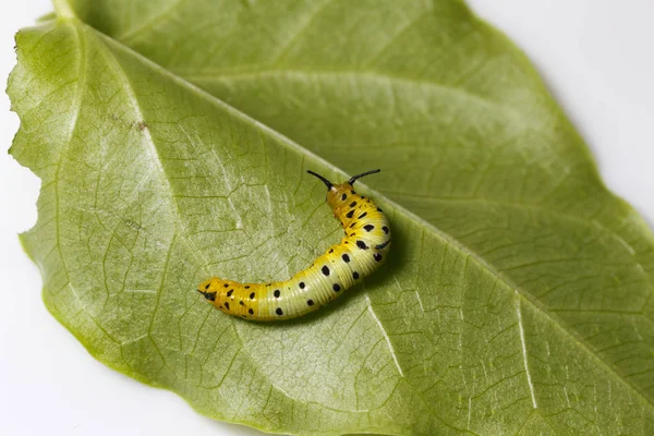 Caterpillar of common maplet butterfly hanging on leaf of host p — Stock Photo, Image