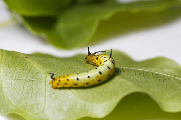 Lagarta de borboleta comum maplet pendurado na folha do hospedeiro p — Fotografia de Stock