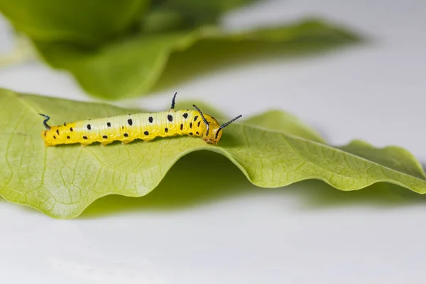 Larv av gemensamma maplet fjäril hängande på blad av värd p — Stockfoto