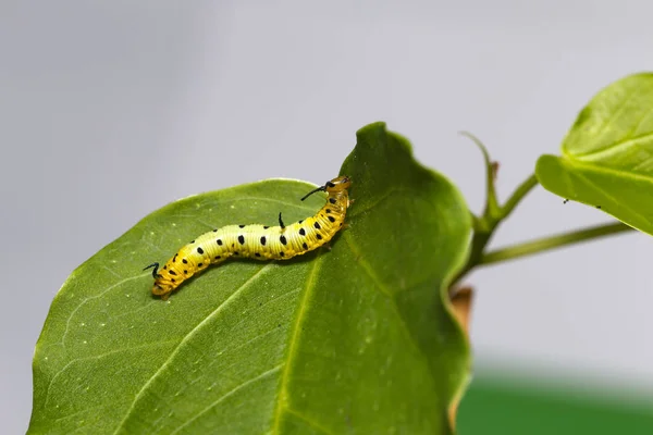 Caterpillar of common maplet butterfly hanging on leaf of host p — Stock Photo, Image