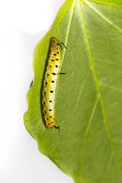 Caterpillar of common maplet butterfly hanging on leaf of host p — Stock Photo, Image