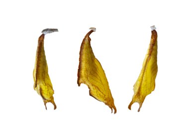 Isolatd chrysalis ortak maplet kelebek 