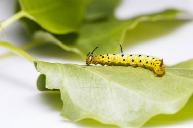 Caterpillar ana bilgisayar p yaprağına asılı ortak maplet kelebek