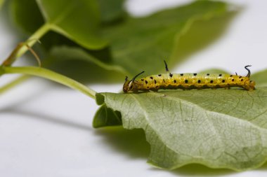 Caterpillar ana bilgisayar p yaprağına asılı ortak maplet kelebek