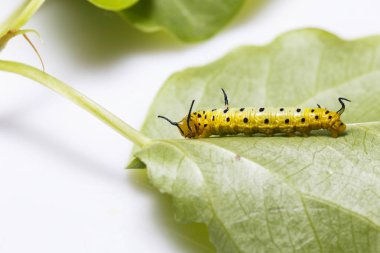 Caterpillar ana bilgisayar p yaprağına asılı ortak maplet kelebek