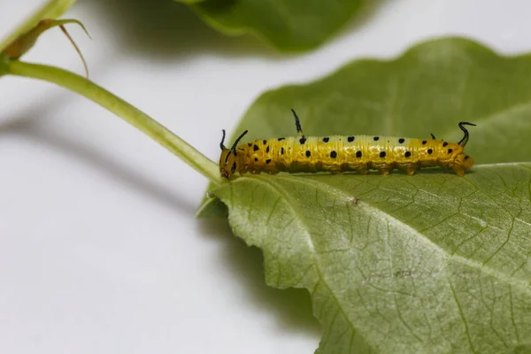 Chenille de papillon maplet commun suspendue sur la feuille de l'hôte p — Photo