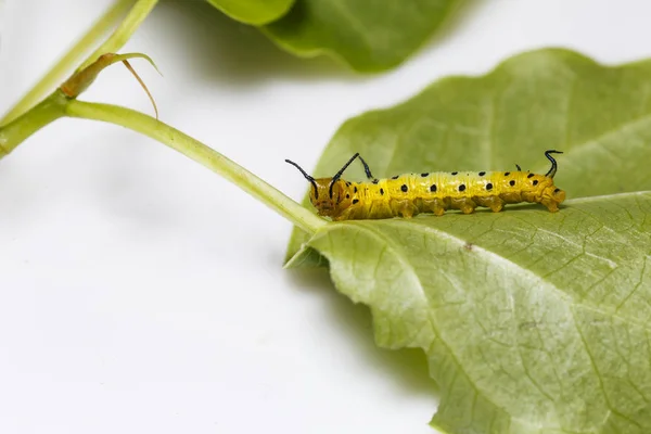 Larv av gemensamma maplet fjäril hängande på blad av värd p — Stockfoto