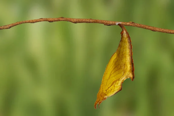 Crisálida de mariposa común maplet colgando en ramita —  Fotos de Stock