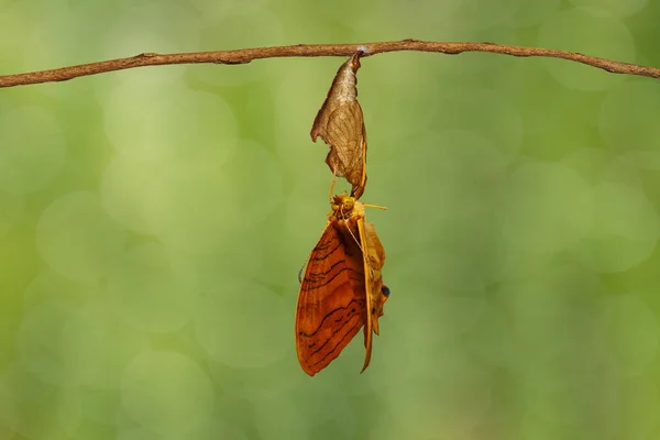 Maplet común (Chersonesia risa) mariposa colgando en ramita — Foto de Stock