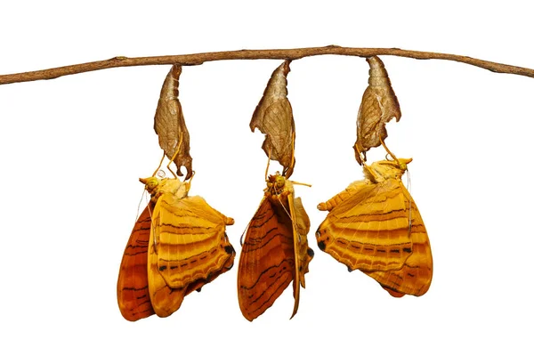 Aislado emergió maplet común (Chersonesia risa) mariposa han — Foto de Stock