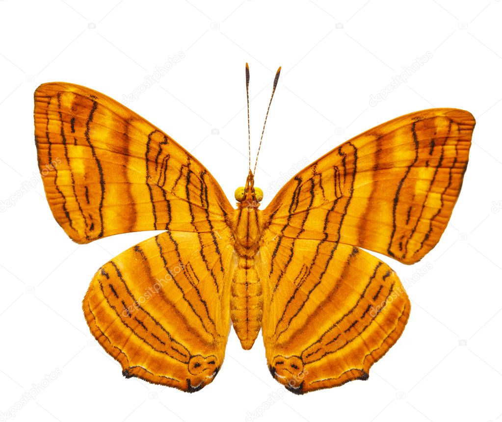 Isolated dorsal view of common maplet (Chersonesia risa ) butter