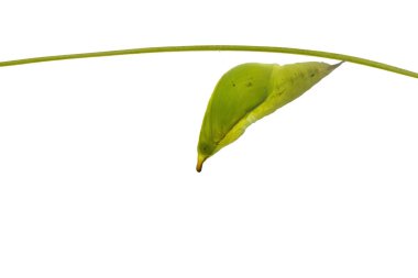 Büyük portakal uç kelebek (Anthocharis c izole chrysalis