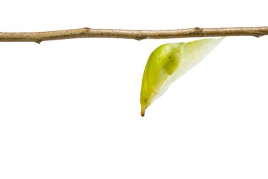 Büyük portakal uç kelebek (Anthocharis c izole chrysalis