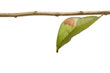 Büyük portakal uç kelebek (Anthocharis c izole chrysalis