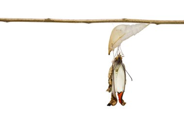 Ortaya büyük portakal uç kelebek (Anthocharis cardam izole