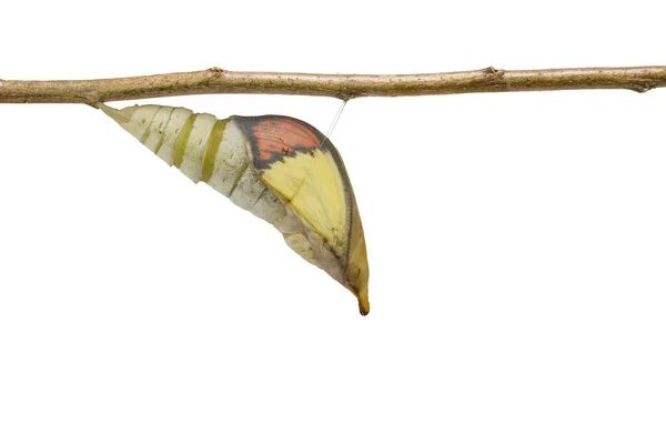 オレンジ色の大きなヒント蝶 (Anthoc の隔離された成熟した蛹 — ストック写真