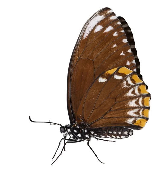 Изолированная самка обыкновенной мимики-бабочки на белом фоне — стоковое фото
