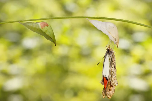 Emerged great orange tip butterfly ( Anthocharis cardamines ) fr — Stock Photo, Image