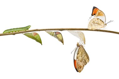 Transformation of great orange tip butterfly ( Anthocharis carda clipart