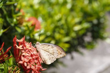 O dinlenme büyük portakal uç kelebek (Anthocharis cardamines)