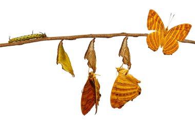 Ortak maplet (Chersonesia risa) butterf izole yaşam döngüsü