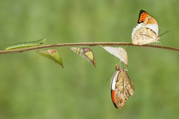Преобразование большой оранжевой бабочки (Anthocharis carda) — стоковое фото