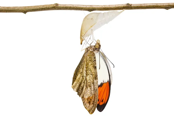Isolerade framkom stor orange spets fjäril (Anthocharis cardam — Stockfoto