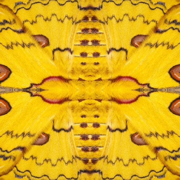 Mintás textúra sárga és piros sikkim selyem pillangó szárnya (G — Stock Fotó
