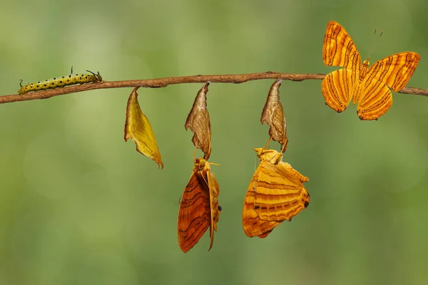 Ciclo de vida del colgante de mariposa común (Chersonesia risa) — Foto de Stock