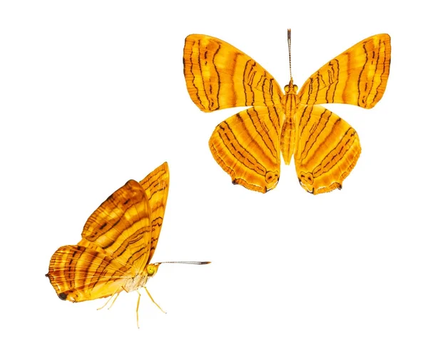 Geïsoleerde dorsale en zijdelingse weergave van gemeenschappelijke maplet (Chersonesia risa — Stockfoto