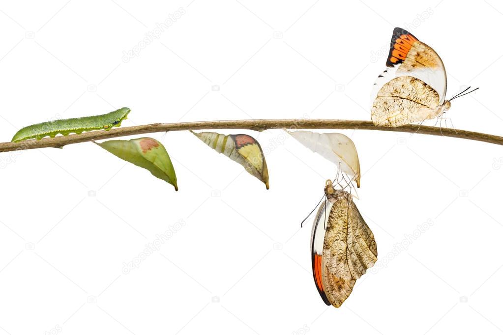 Transformation of great orange tip butterfly ( Anthocharis carda