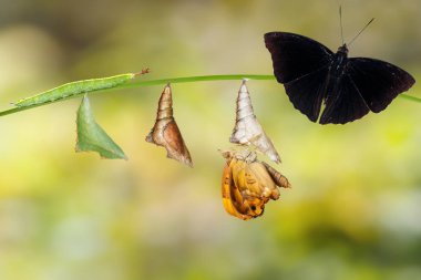 Tırtıl ve chrysalis erkek Siyam b dönüşüm